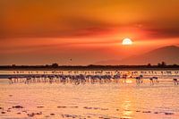 Sonnenuntergang auf der Insel Kos zwischen den wunderschönen Flamingos