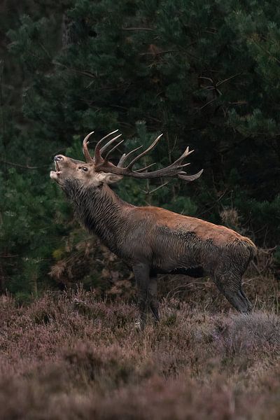 Cerf élaphe en feu par Davey Bogaard
