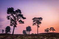 Silhouettes contre la lumière rouge du matin