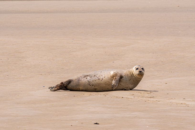 Seal on the sandbank by Merijn Loch