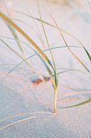 Dünengras, das bei Sonnenuntergang im Wind weht
