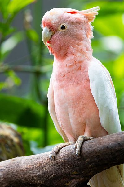 Pink cockatoo by Jan Schuler