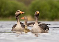 die kleine Gans ist gut geschützt