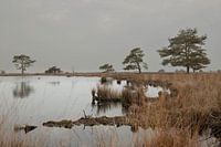 Dwingelderveld landscape photo