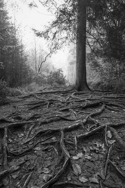 Die Tiefe der Natur: Wurzeln und neblige Waldlandschaften von Hevonax Photography