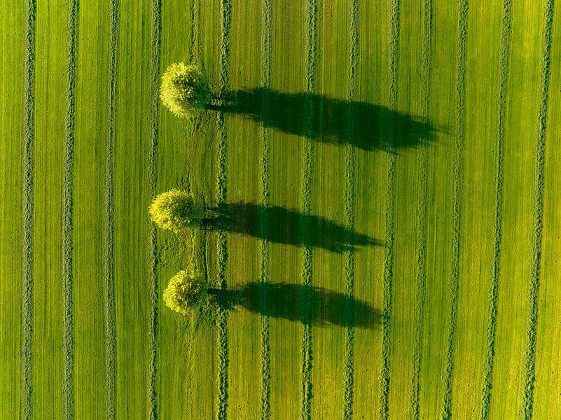 Willow trees in a freshly cut meadow during an early morning sunrise by Sjoerd van der Wal Photography