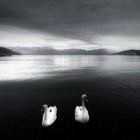 Des cygnes sur un lac en noir et blanc en Norvège