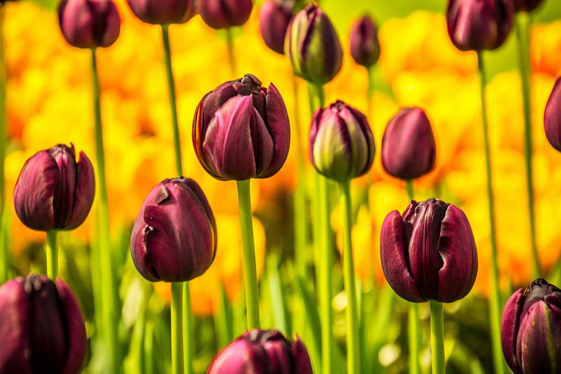 Tulipes violettes dans le champ par Stedom Fotografie