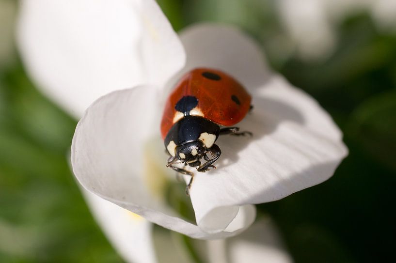 A la recherche d'un déjeuner par Jo Beerens