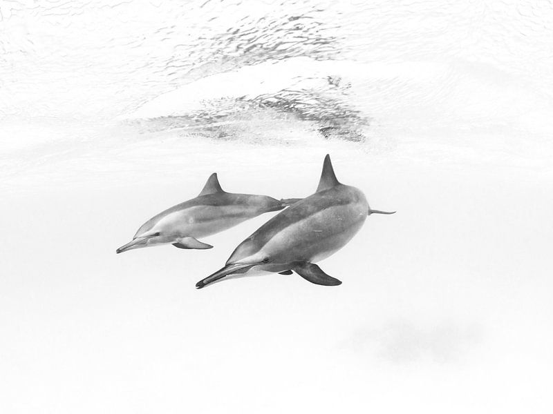 Dauphins égyptiens en noir et blanc par thomas van puymbroeck