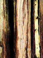 Une véritable œuvre d'art naturelle