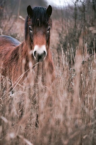 wild horse in nature reserve in beautiful earth tones by Lindy Schenk-Smit