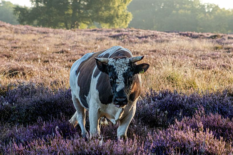 Kuh auf dem Moor im Morgennebel. von Charlotte Gohl