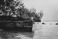 l'épave d'un mouton en noir et blanc