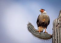 Schopfkarakara auf Kaktus