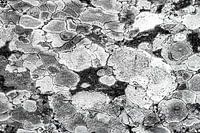 Abstract art of nature, black and white rock drawing in moss