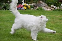 Katze rennt durch den Garten