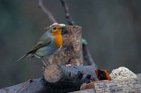 Ein Rotkehlchen mit stolzgeschwellter Brust!