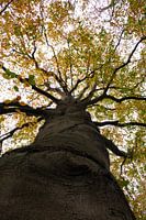 The Beech tree with its beautiful autumn colours