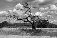Squelette d'arbre dans le champ