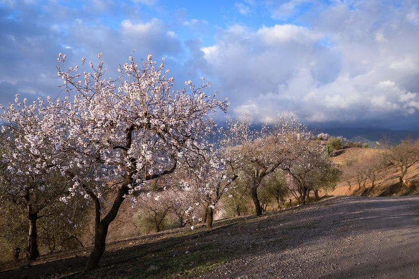 Die Mandelblüte färbt die spanische Landschaft von Alice's Pictures