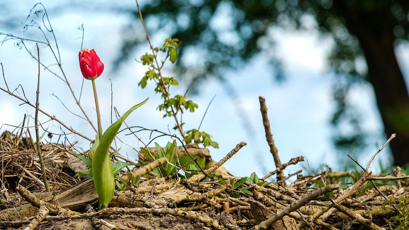 Verlorene Tulpenzwiebel im Randstreifen von Fotografiecor .nl