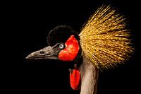 Grey Crowned Crane