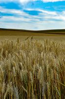 Weizenfelder