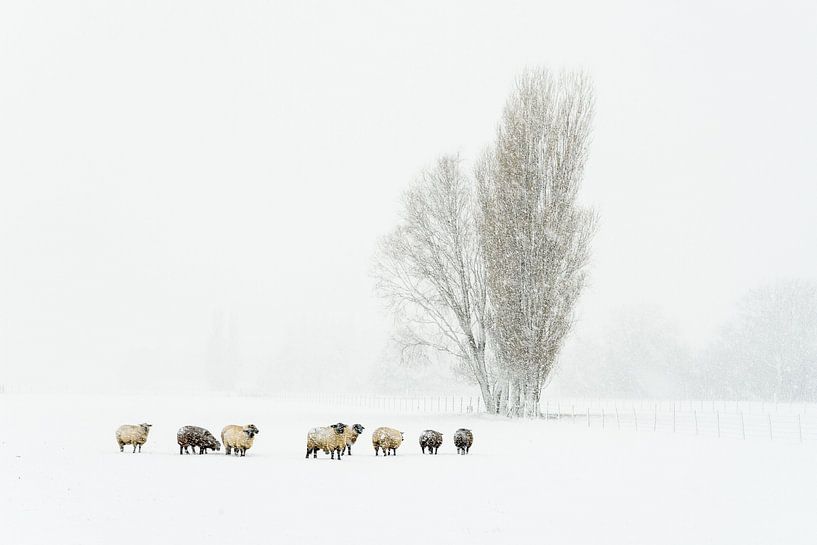 Endlich Winter in Holland von Ellen van den Doel