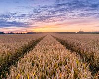 Wheat field at sunset