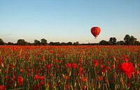 Champ de coquelicots
