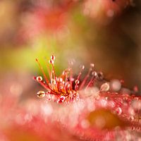 Sparkling Sundew