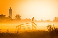 Sunrise with a buzzard in the fog