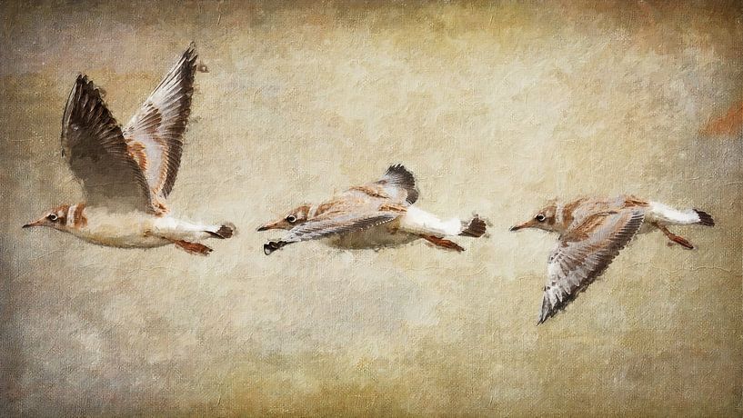 Flying juvenile black-headed gulls (art, painting) by Art by Jeronimo