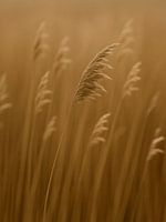 Gräser im Tanz des Windes, Grassen in de dans van de wind