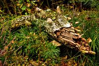 Branche cassée dans la forêt