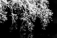 Überhängender Ast über Wasser im Negativ