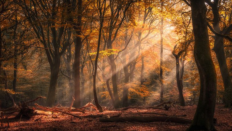 Veluwe par Dennis Wardenburg