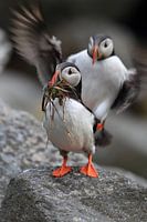 Macareux dans la dernière lumière du soir Norvège