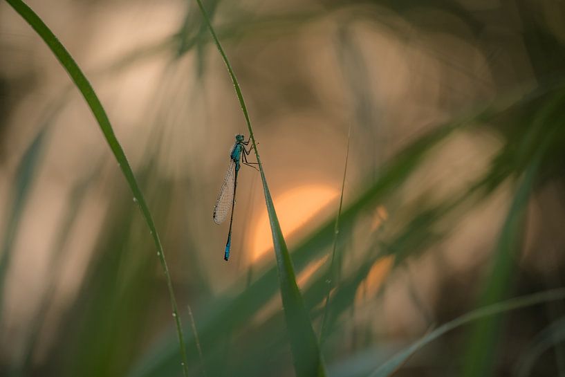 Adonislibelle mit aufgehender Sonne von Moetwil en van Dijk - Fotografie