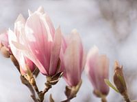 Magnolien im Frühlingslicht
