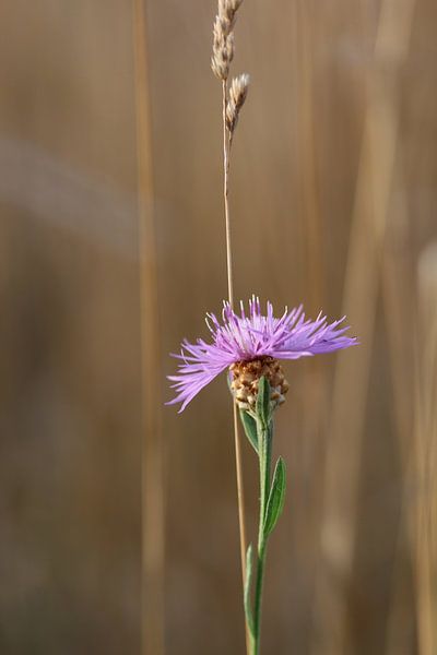 Farbe in der grauen Dürre von FotoKato
