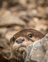 Curious baby Otter plays hide-and-seek behind a rock.