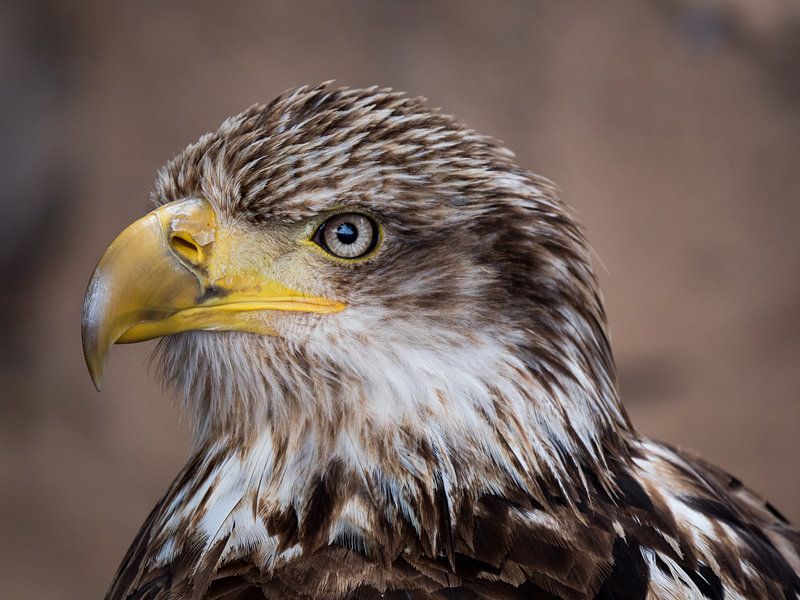 Jonge Amerikaanse Zeearend by Beeld Creaties Ed Steenhoek | Photography and Artificial Images