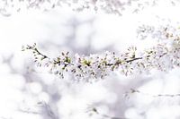 Witte Japanse sierkers