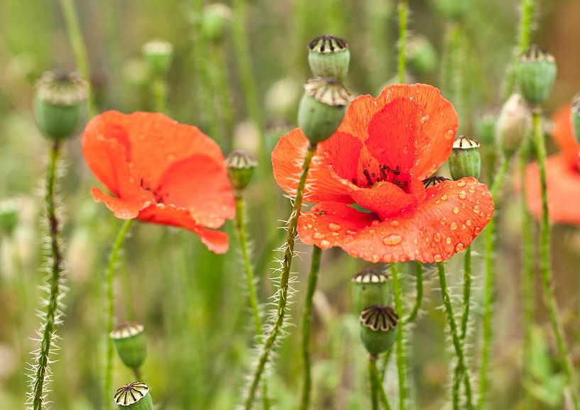 poppy by Bart van der Borst