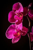 Orchidées au soleil