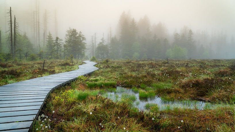 Torfhausmoor im Nebel von Steffen Henze