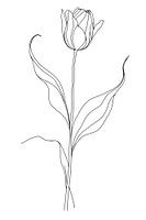 Tulip, minimalist