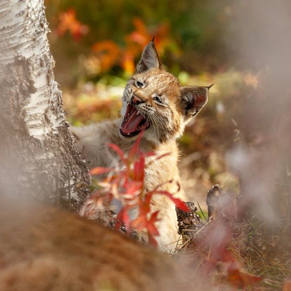 Un lynx béant par Menno Schaefer
